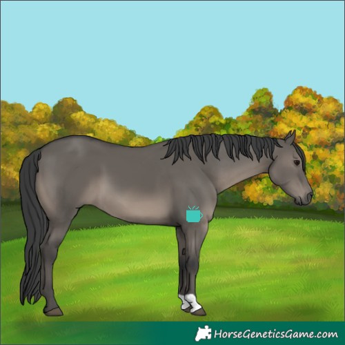 Horse Color:Grullo