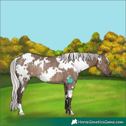 Horse Color:White Spotted Silver Grullo Rabicano Brindle