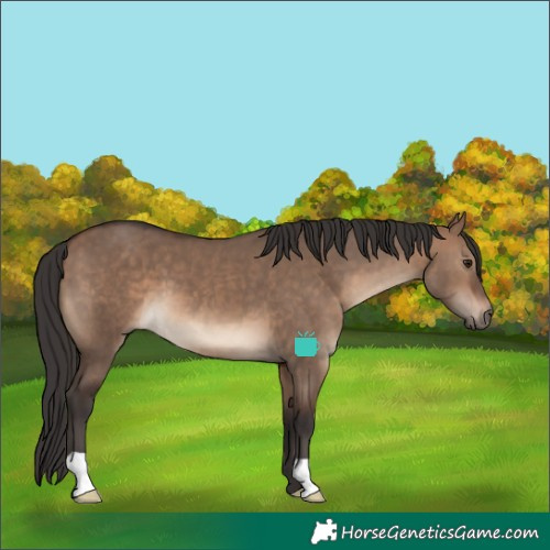 Horse Color:Brown Dun