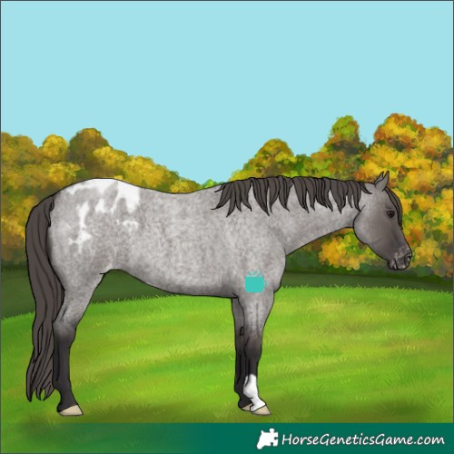 Horse Color:Smoky Grullo Roan Varnish 