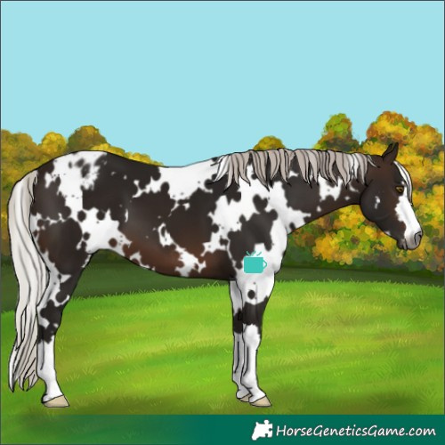 Horse Color:Gray White Spotted Silver Brown Varnish