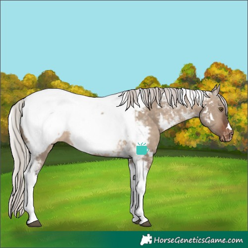 Horse Color:White Spotted Silver Brown Dun Tobiano Snowcap