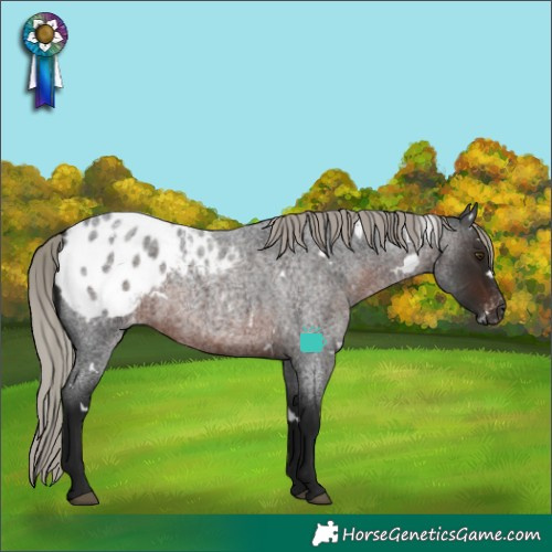 Horse Color:Gray White Spotted Silver Brown Roan Blanket Rabicano