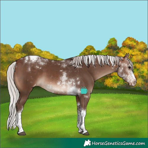 Horse Color:Silver Brown Tobiano Varnish 