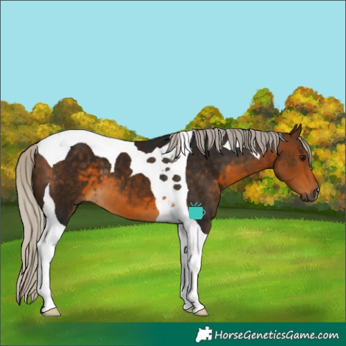 Horse Color:Gray Silver Buckskin Tobiano