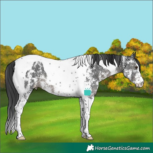 Horse Color:Black Sabino Tobiano Blanket