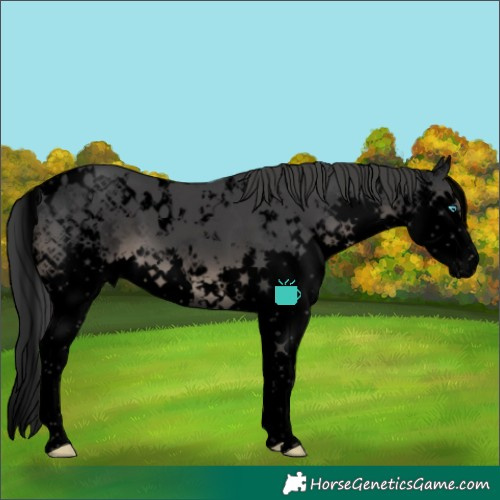 Horse Color:Void White Spotted Black Splash