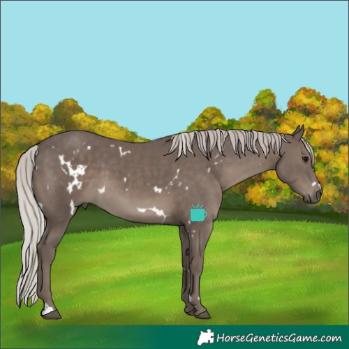 Horse Color:White Spotted Silver Black 