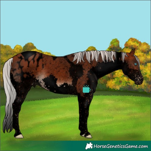 Horse Color:Void Silver Brown Sabino Splash Tobiano Blanket 
