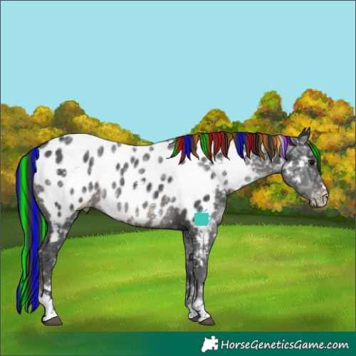 Horse Color:Painted Black Ice Sabino Tobiano Near Leopard Rabicano