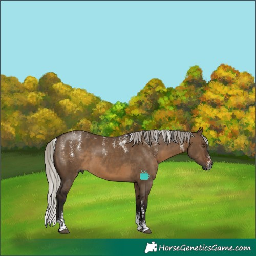 Horse Color:Powder White Gray Silver Brown Dun