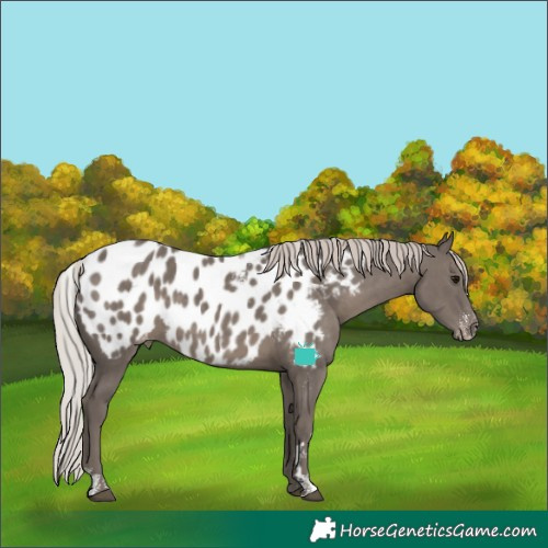Horse Color:Powder White Silver Black Near Leopard