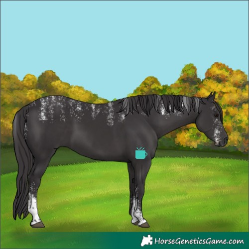 Horse Color:Powder White Smoky Black