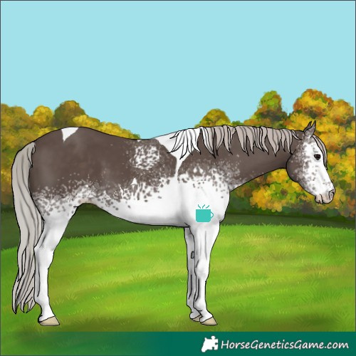Horse Color:White Spotted Silver Black Tobiano 