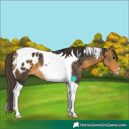 Horse Color:Buckskin Tobiano Blanket
