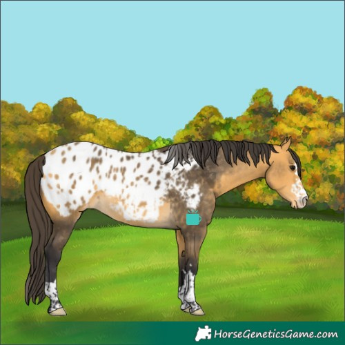 Horse Color:Buckskin Blanket Rabicano