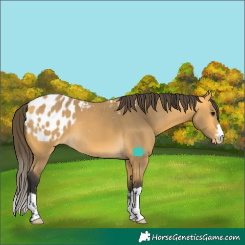 Horse Color:Buckskin Blanket 