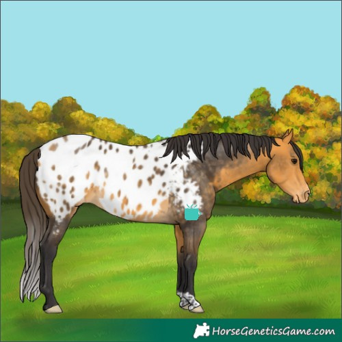Horse Color:Buckskin Near Leopard