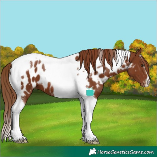 Horse Color:Chestnut Tobiano Near Leopard