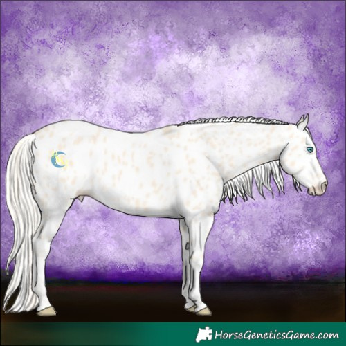 Horse Color:Cremello Appaloosa