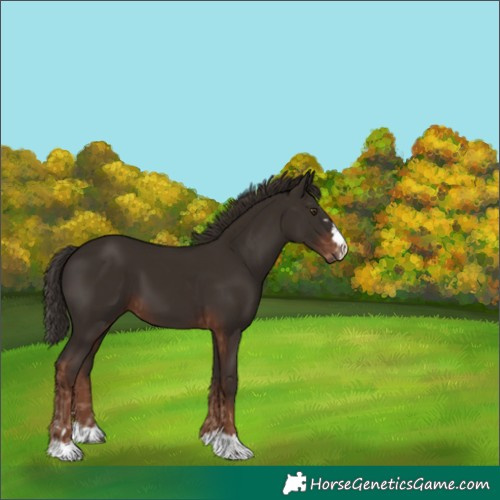 Horse Color:Liver Chestnut and Liver Chestnut