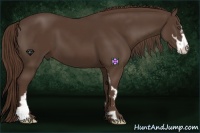 Horse Color:Liver Chestnut Sabino Frame 