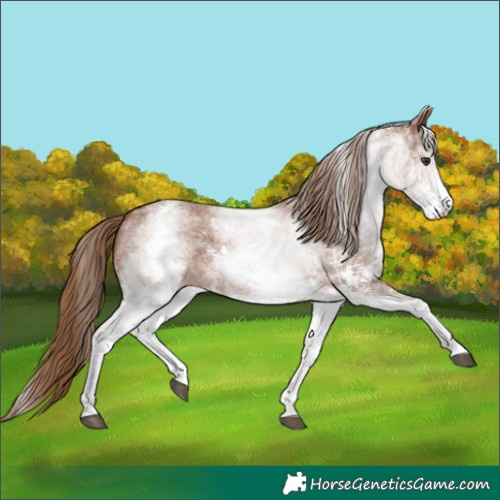 Horse Color:White Spotted Chestnut Sabino