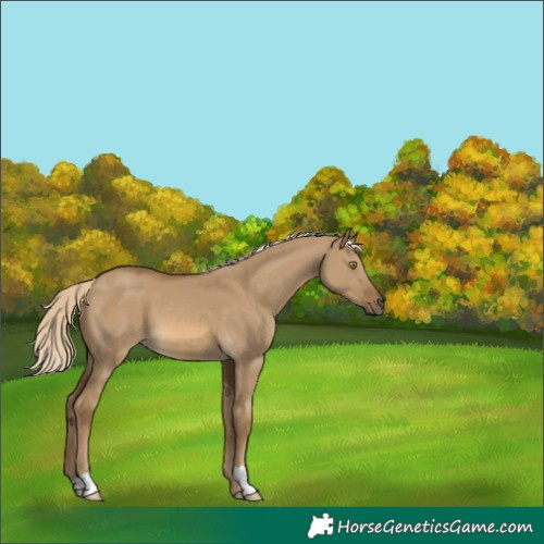 Horse Color:Chocolate Palomino Dun