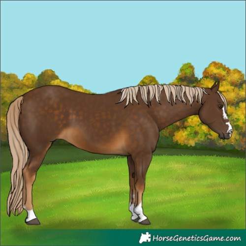 Horse Color:Chocolate Palomino 