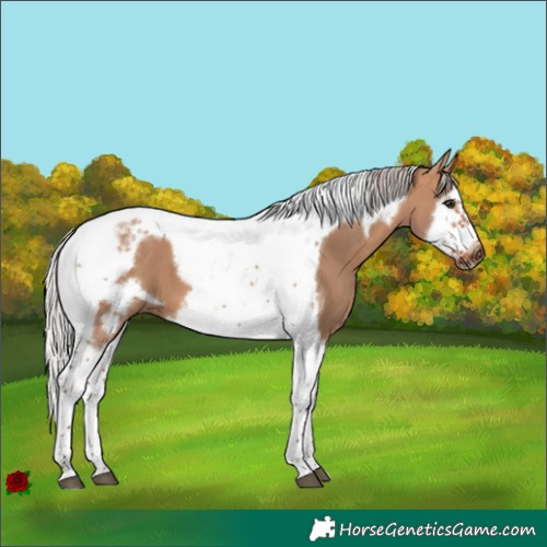 Horse Color:Silver Brown Dun Splash Tobiano Frame 