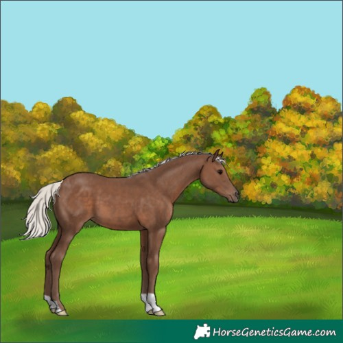 Horse Color:Silver Black