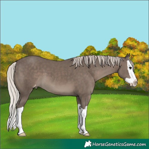 Horse Color:Silver Black Splash Varnish 