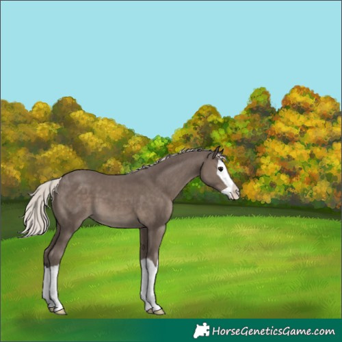 Horse Color:Silver Black Splash Appaloosa