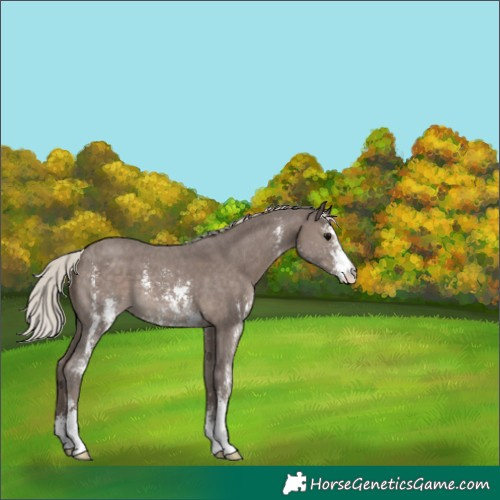 Horse Color:Silver Black Sabino 
