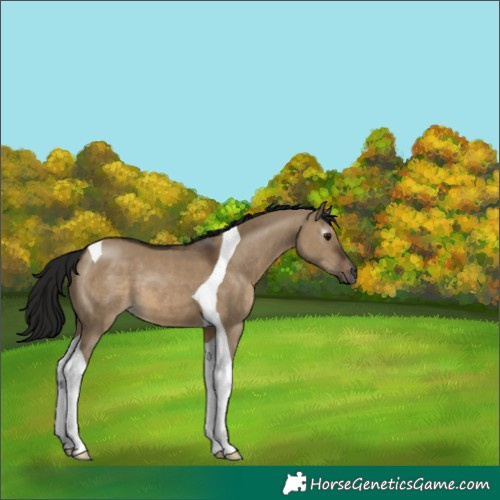 Horse Color:Gray Brown Dun Tobiano 