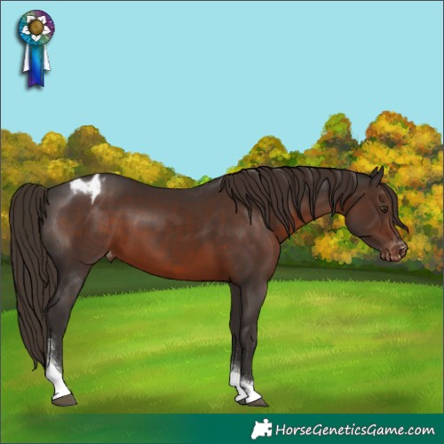 Horse Color:Liver Chestnut Tobiano Blanket Rabicano