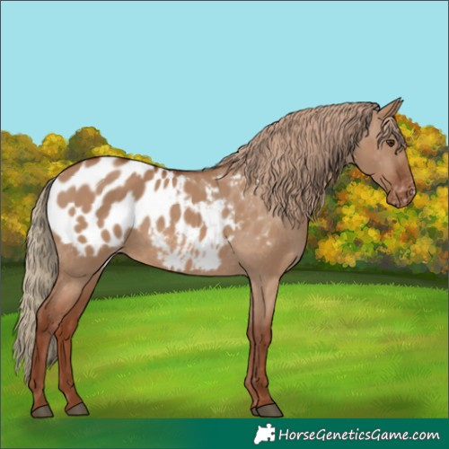 Horse Color:Red Dun Blanket