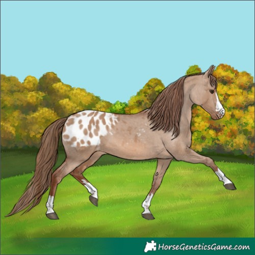 Horse Color:Red Dun Blanket 