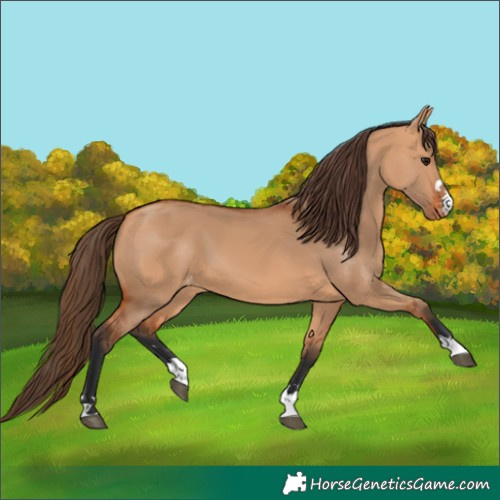Horse Color:Bay Dun Varnish 
