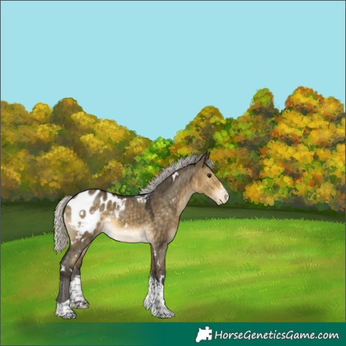 Horse Color:White Spotted Silver Buckskin Dun Splash Tobiano Appaloosa 