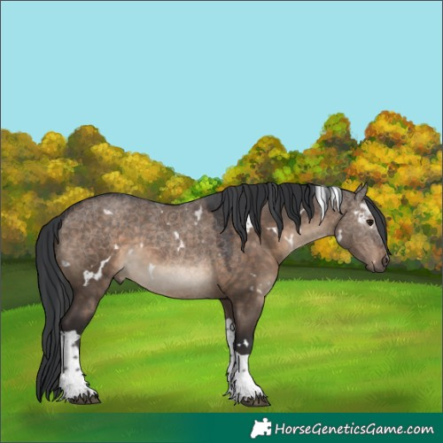 Horse Color:White Spotted Brown Dun Tobiano