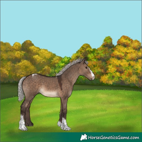 Horse Color:Silver Brown Dun Sabino Tobiano Rabicano