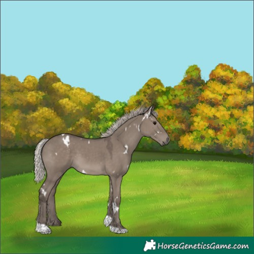 Horse Color:White Spotted Silver Grullo Tobiano Rabicano 