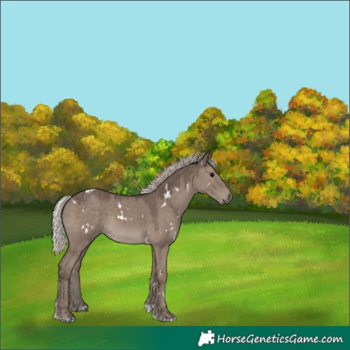 Horse Color:White Spotted Silver Grullo Tobiano 