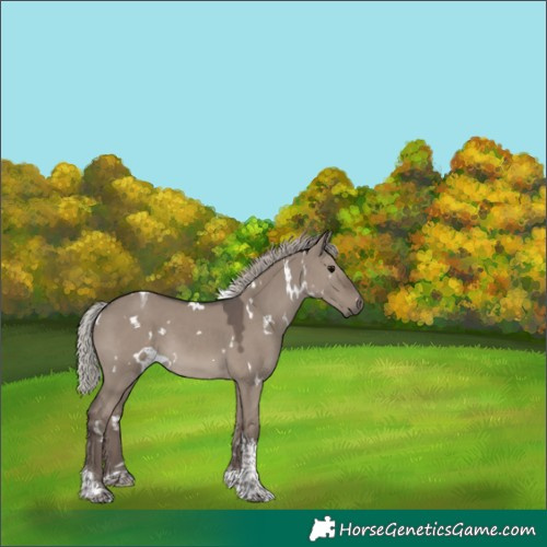 Horse Color:White Spotted Silver Grullo Tobiano