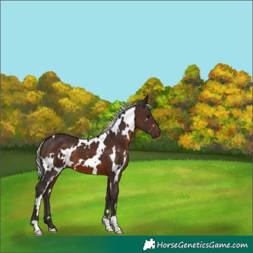 Horse Color:White Spotted Silver Brown