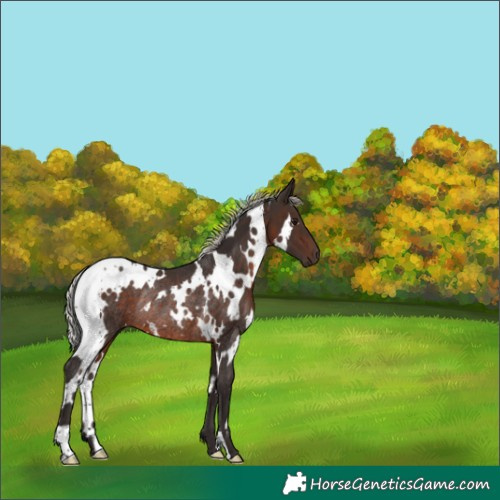 Horse Color:White Spotted Silver Brown Rabicano 