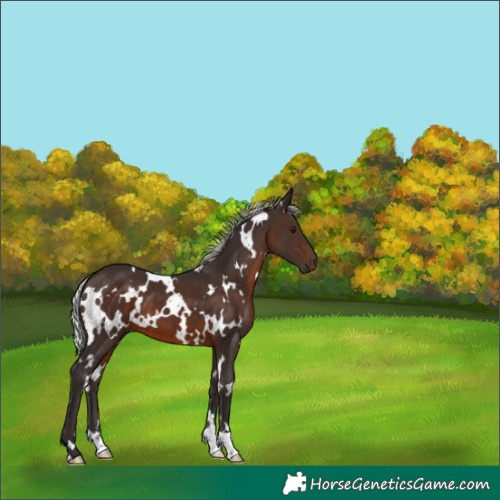 Horse Color:White Spotted Silver Brown 