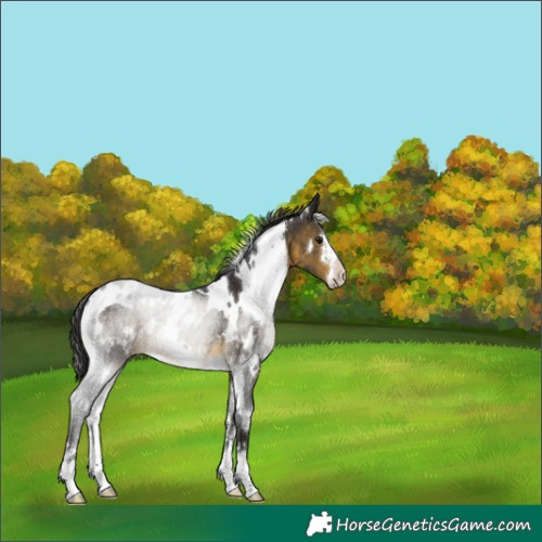 Horse Color:White Spotted Buckskin 