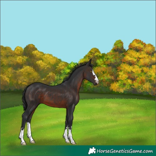 Horse Color:Brown
